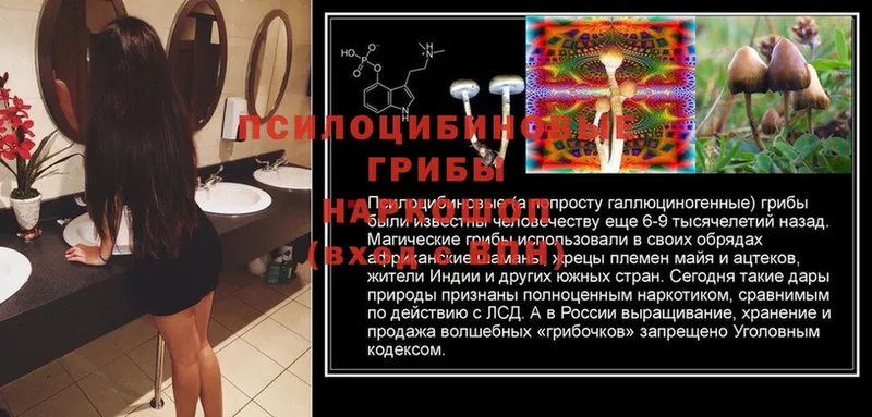 MEGA онион  Киреевск  Галлюциногенные грибы Psilocybe 